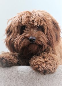 Are You Selfishly Keeping Your Departed Pet Near Karen Anderson